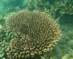Acropora millepora