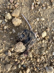 Peromyscus sonoriensis