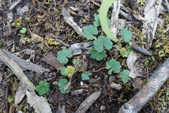 Hydrocotyle laxiflora