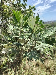 Berkheya bipinnatifida