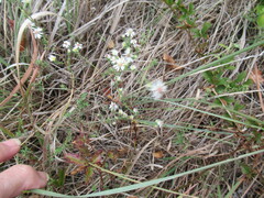 Symphyotrichum ericoides