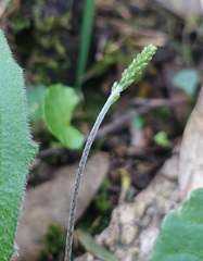 Plantago debilis