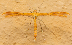 Stenodacma wahlbergi