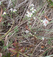 Symphyotrichum ericoides
