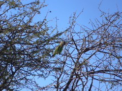 Poicephalus cryptoxanthus cryptoxanthus