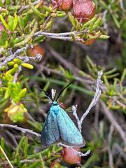 Pollanisus viridipulverulenta