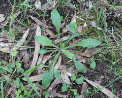 Plantago debilis