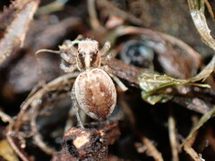 Maratus