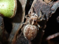 Maratus