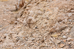 Stenocara gracilipes