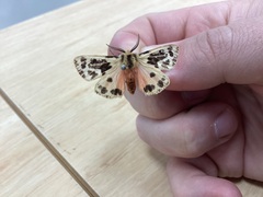 Ardices curvata