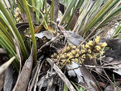 Lomandra multiflora