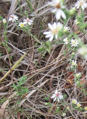 Symphyotrichum ericoides