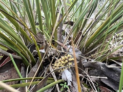 Lomandra multiflora