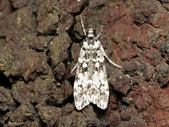 Scoparia exhibitalis