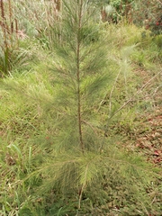 Casuarina