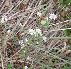 Symphyotrichum ericoides