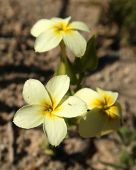 Sebaea exacoides