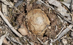 Pisolithus marmoratus
