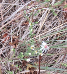 Symphyotrichum ericoides