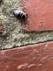 Ellipsidion australe