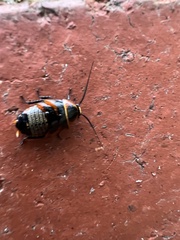 Ellipsidion australe