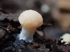 Tubifera microsperma