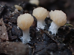 Tubifera microsperma
