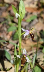 Ophrys scolopax apiformis