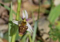 Ophrys scolopax apiformis