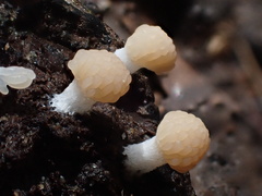 Tubifera microsperma