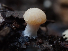 Tubifera microsperma