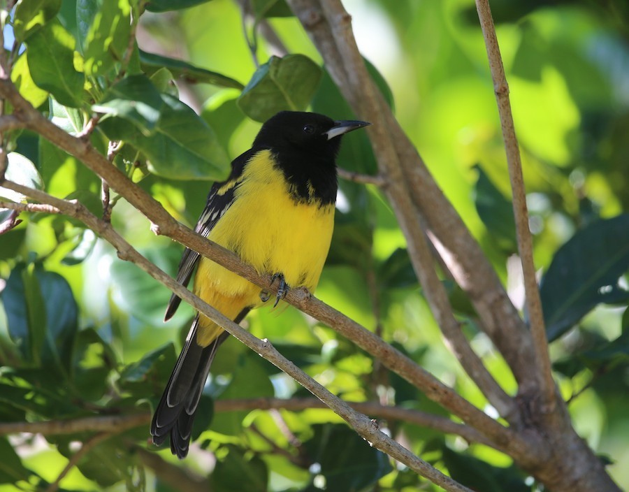 Bahama Oriole photo