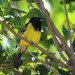 Bahama Oriole - Photo (c) Bert Harris, some rights reserved (CC BY-NC), uploaded by Bert Harris