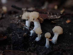 Tubifera microsperma