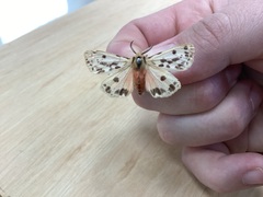 Ardices curvata