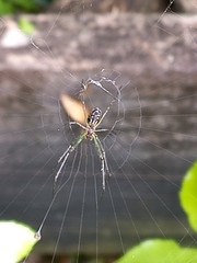 Leucauge