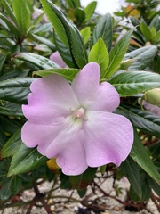 Impatiens sodenii