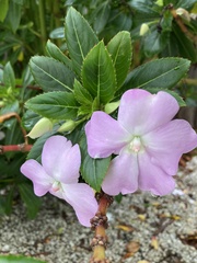 Impatiens sodenii
