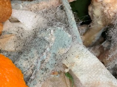 Penicillium