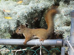 Tamiasciurus hudsonicus