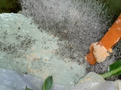 Penicillium