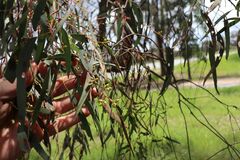 Eucalyptus melliodora