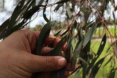 Eucalyptus melliodora