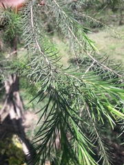 Melaleuca armillaris