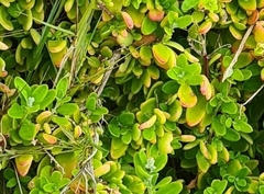 Rhagodia candolleana