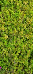 Rhagodia candolleana