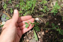 Trifolium glomeratum