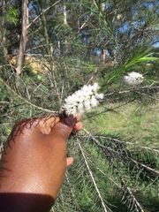 Melaleuca armillaris
