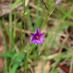 Arthropodium strictum